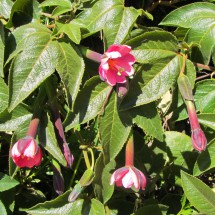 Red flowers